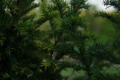 Close-up of pine tree