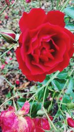 Close-up of rose blooming outdoors