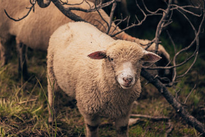 Portrait of a sheep on field