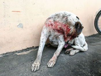 Dog sleeping on footpath