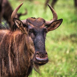 Close-up of a horse