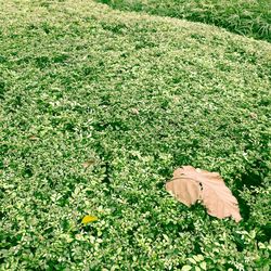 Trees on grassy field