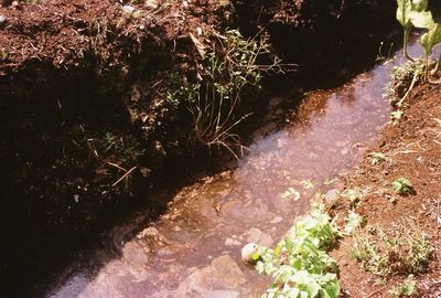 High angle view of plants in forest