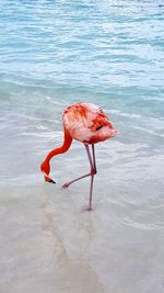 View of a bird on the beach