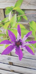 Close-up of purple flowering plant