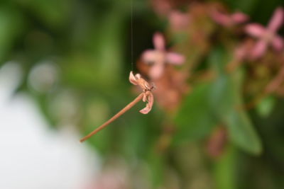 Close-up of insect on leaf