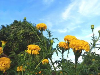 Close-up of yellow flowering plant against sky