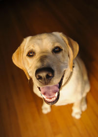 Portrait of yellow labrador retriever on hardwood floor