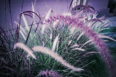 Close-up of cactus plant