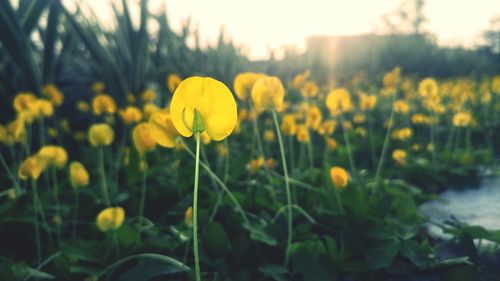 Close-up of fresh yellow flowers blooming in field