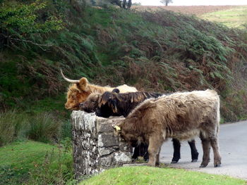 Sheep grazing on grass