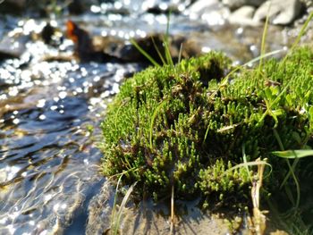 Close-up of moss growing on land