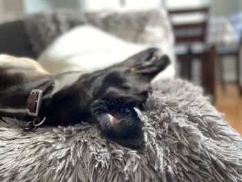 Close-up of dog sleeping