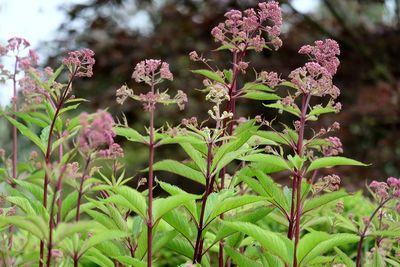 Close-up of plant