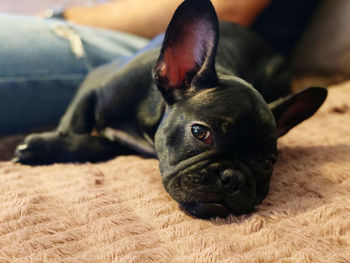 Close-up of a dog resting