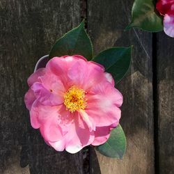 Close-up of pink flowers