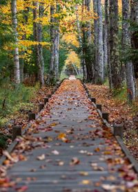 Footpath amidst trees in forest during autumn