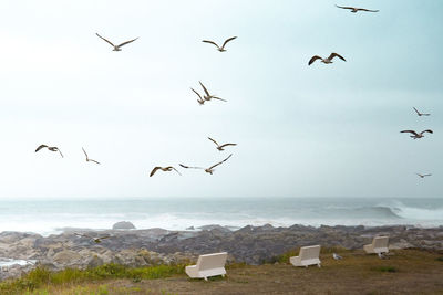 White benches and seagulls on the atlantic ocean coast