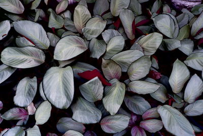 Full frame shot of leaves velvet and soft green color