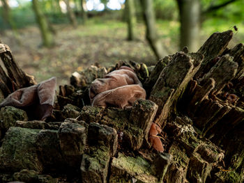 Close-up of logs in forest