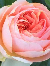 Close-up of pink rose blooming outdoors