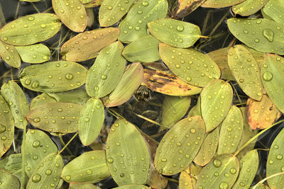 Full frame shot of raindrops on leaves