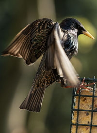 On top of the feeder