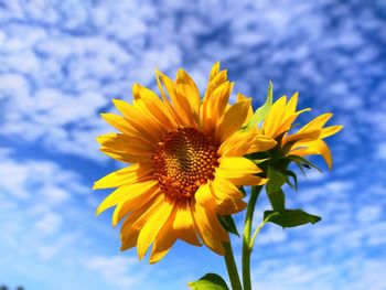 Close-up of yellow sunflower against sky