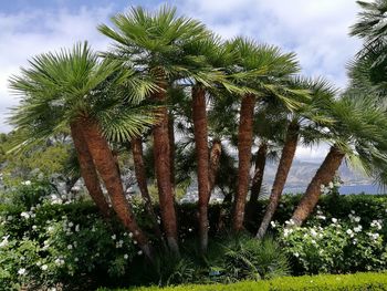 Low angle view of coconut palm trees against sky