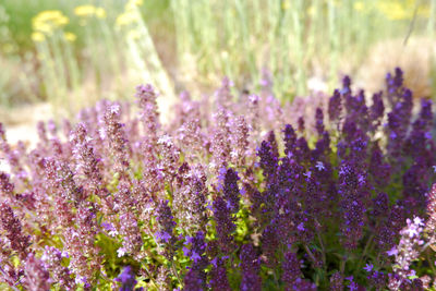 Close-up of purple flowering plants on field