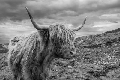 View of highland cow in field