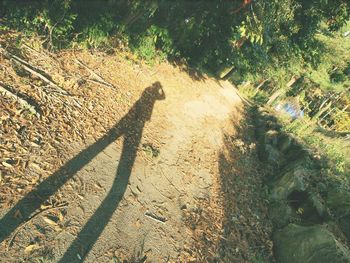 High angle view of shadow on tree