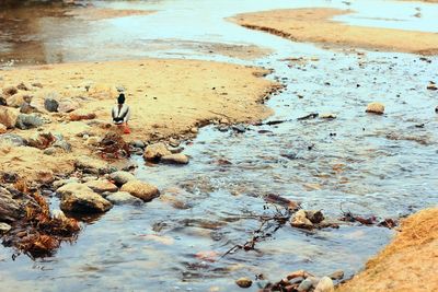 Birds perching on pebbles at beach