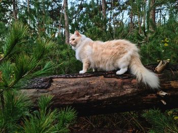 Cat in a forest