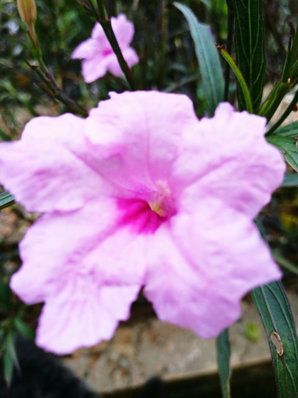 flower, freshness, fragility, beauty in nature, nature, growth, petal, flower head, blooming, close-up, no people, plant, outdoors, day