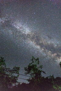 Low angle view of trees against sky at night