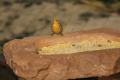 Close-up of bird perching