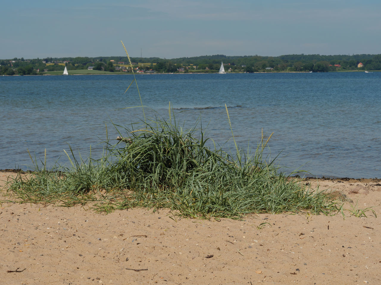 PLANTS GROWING ON BEACH