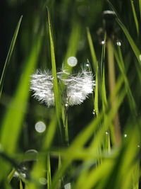 Close-up of dandelion on grass