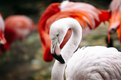 Close-up of white flamingo head