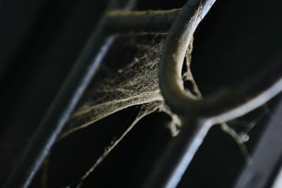 Close-up of lizard