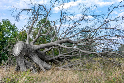 Dead tree trunk against sky