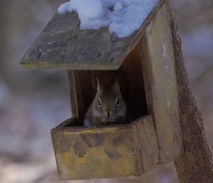 Close-up of squirrel on wooden post