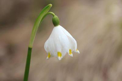 Close-up of white flowering plant