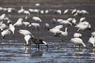 Rare blue-morph goose feeding among other greater snow geese  on muddy st. lawrence river  shore