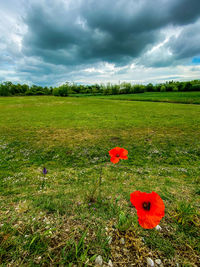 Red poppy flower on field against sky