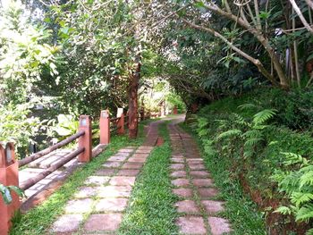 Walkway amidst trees