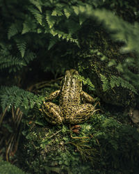 Close-up of frog on by plants on field