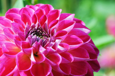 Close-up of pink dahlia flower blooming in park