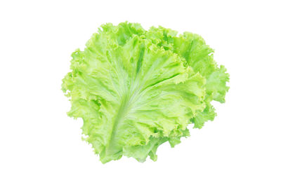 Close-up of leaf against white background